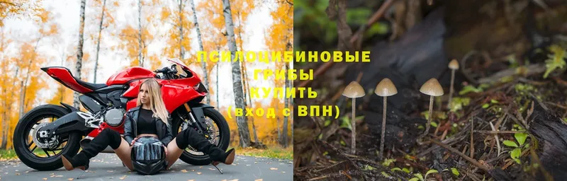 Галлюциногенные грибы Magic Shrooms  Магадан 